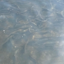 Brown Trout with clipped adipose fins