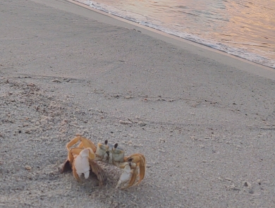 Crab at waters end in the sand