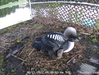 Hidden camera view within a wooden raft with a Pacific loon and a chick under its wing.