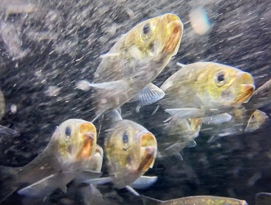 River Herring Returning up the Merrimack River