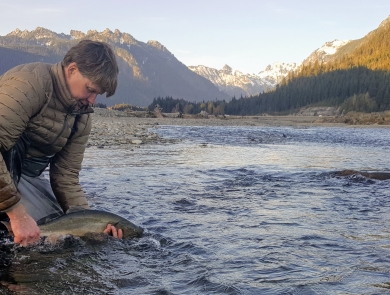 A man kneeling in a shallow creek releasing a large fish with mountains in the background.