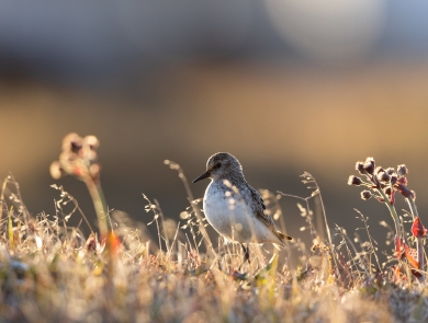 small bird among grass and plants