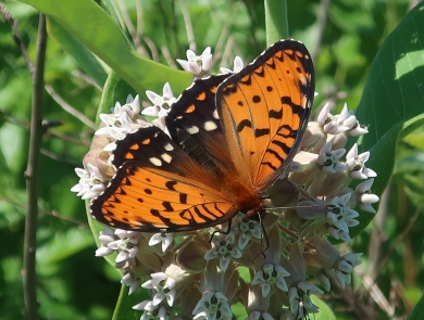 Regal fritillary butterfly on a common milkweed