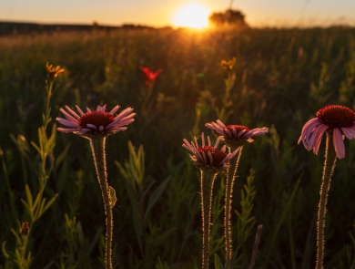 Narrow-leaved coneflower in front of a prairie sunset