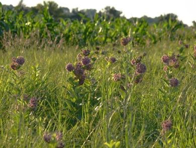 Blooming pink flowers in front of a corn field with the sun setting.
