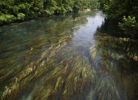Views of the Texas wild rice beds in the San Marcos River.