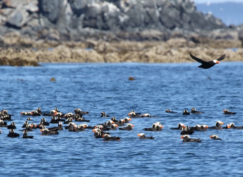 tufted puffins along the shore of Kodiak National Wildlife Refuge