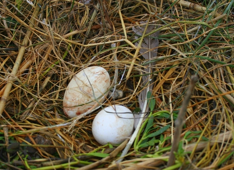 Two bird eggs nested green and brown grass with feathers next to them
