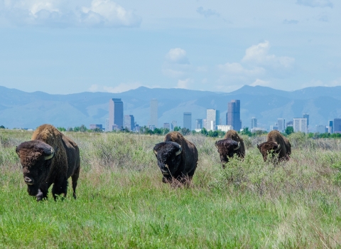 Four bison walking in the prairie with the Denver skyline in the background