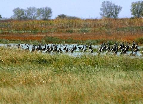 A group of long-necked, long-legged birds stand in the water surrounded by marsh vegetation.