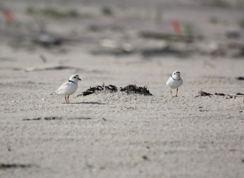 Two small mostly white birds with black eyes walk on a sandy beach