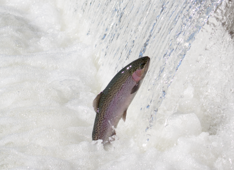 Adult steelhead jumping out of the water