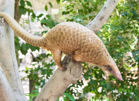 White-bellied pangolin on a tree