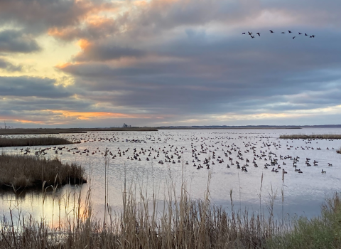 Waterfowl gather in a marsh at sunrise. Overhead more waterfowl fly. There are thick blue and grey clouds tinged in orange.