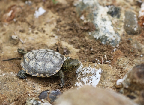 A green turtle walking across the rocky ground