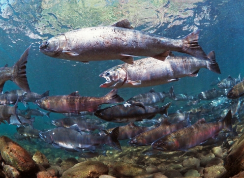 An underwater scene of many fish, silver and pink in color, swimming in clear, blue water.