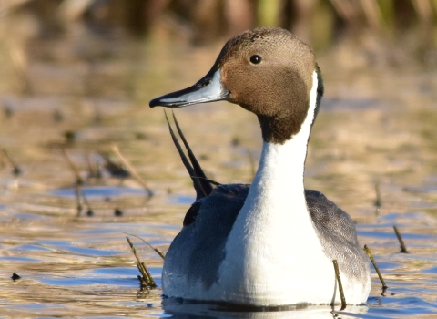 Northern pintail on a wetland