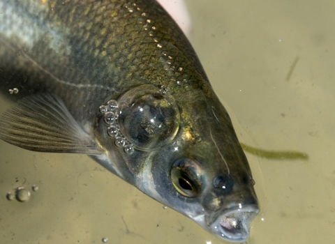 Mouth open on goldish silvery fish in murky water