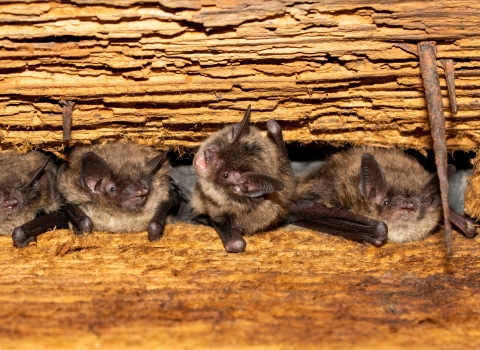 four bats are nestled between wooden rafters