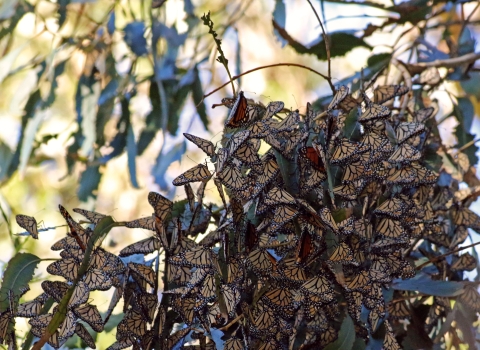 Group of clustered monarch butterflies in a eucalyptus tree.