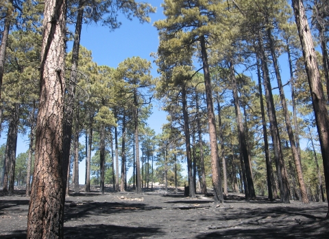 A forest after a fire showing scorched tree trunks and forest floor