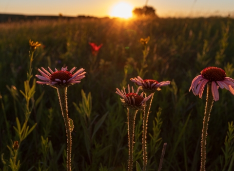 Narrow-leaved coneflower in front of a prairie sunset