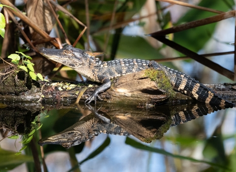 American alligator resting on a log in the water