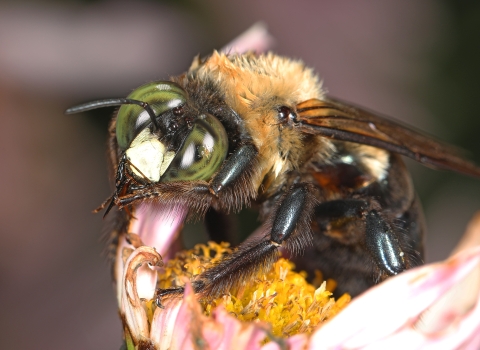 Close up of an eastern carpenter bee on a flower