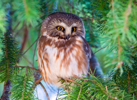 Northern saw-whet owl perched in a tree
