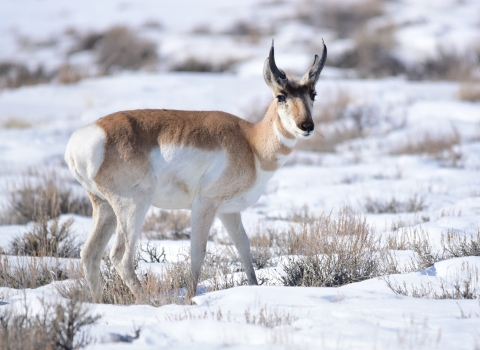 Pronghorn in the snow