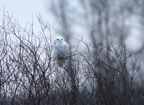 Snowy owl perched in a shrub