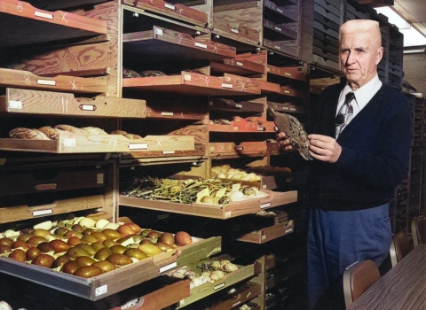 An older man with crew cut, wearing a sweater over a white shirt and patterned tie, displays a number of shelves pulled open to show collections of bird eggs and stuffed birds.