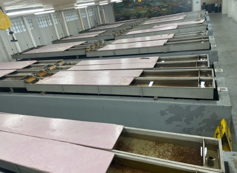 Troughs full of sack fry in the Hatch house