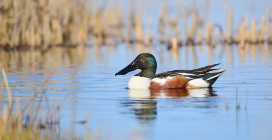 Duck on calm water.