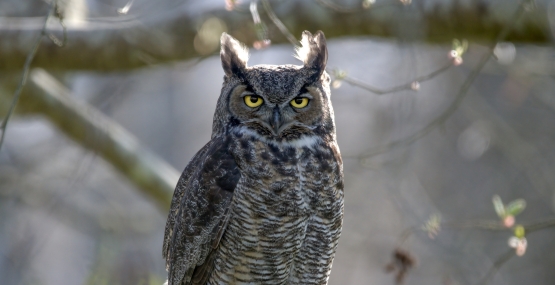 A large brown patterned owl with feathers like horns above each yellow eye, standing on a large tree branch