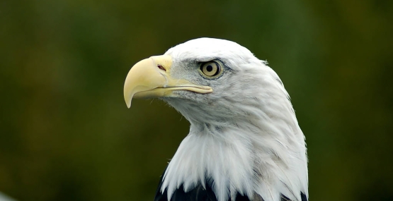 Headshot of a Bald eagle.