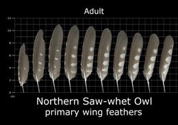 The Feather Atlas - Feather Identification and Scans - U.S. Fish and ...