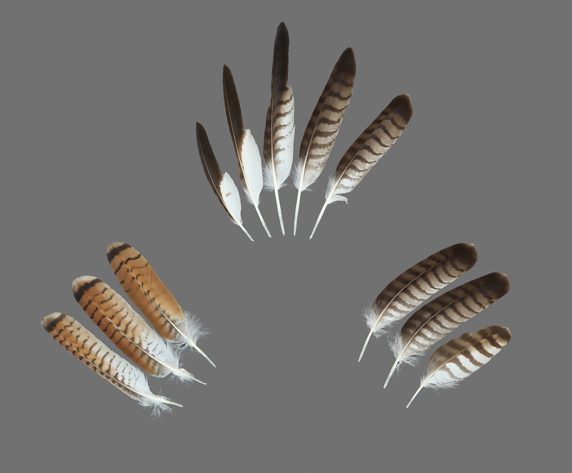 Tiger Claw – Feather By Feather