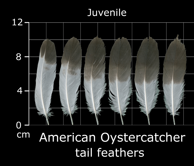 The Feather Atlas - Feather Identification and Scans - U.S. Fish and ...