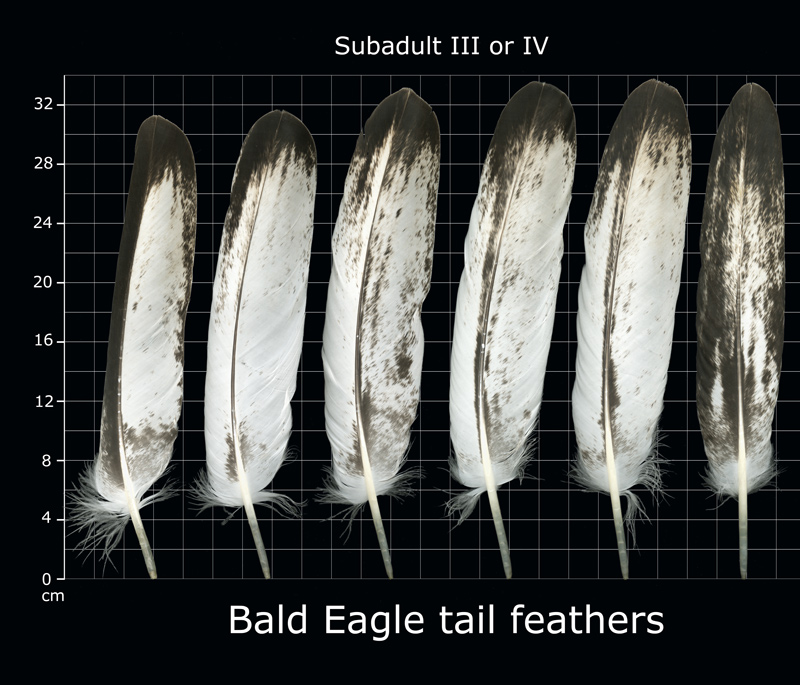 The Feather Atlas - Feather Identification and Scans - U.S. Fish and ...