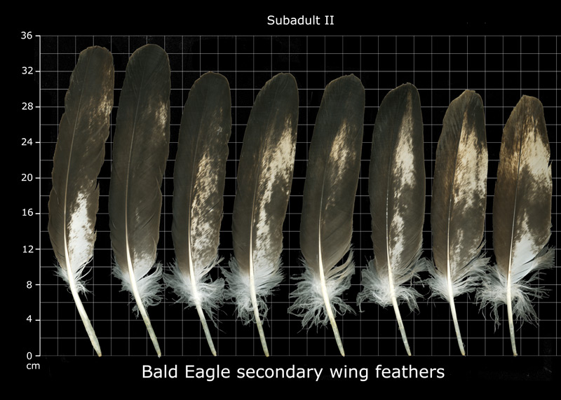 The Feather Atlas - Feather Identification and Scans - U.S. Fish and ...