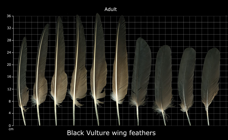 The Feather Atlas - Feather Identification and Scans - U.S. Fish and ...