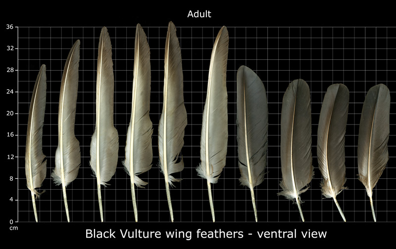 The Feather Atlas - Feather Identification and Scans - U.S. Fish and ...