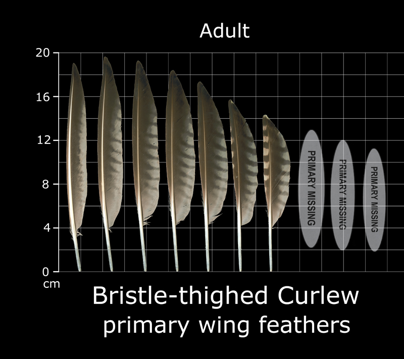 The Feather Atlas - Feather Identification and Scans - U.S. Fish and ...