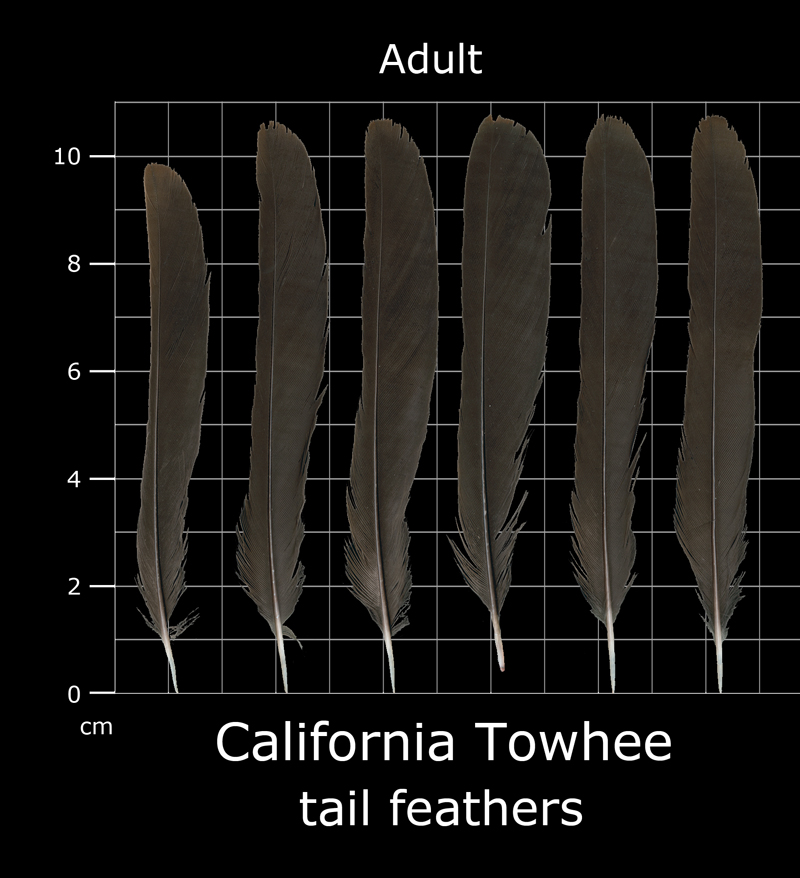 The Feather Atlas - Feather Identification and Scans - U.S. Fish