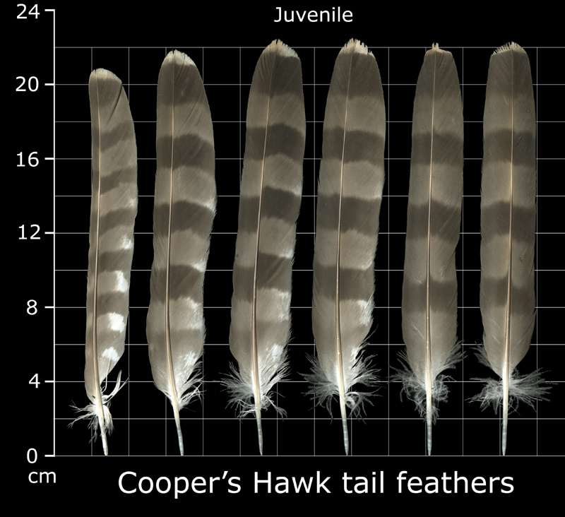 Coopers Hawk Feather