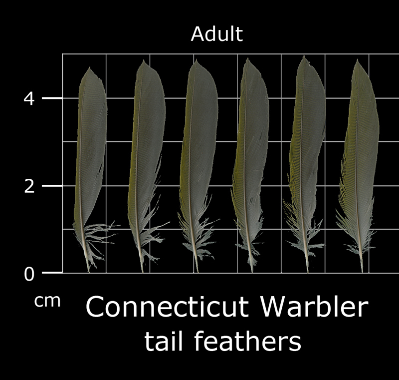 The Feather Atlas - Feather Identification and Scans - U.S. Fish and ...