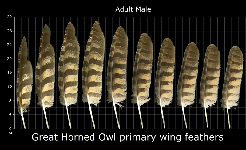 owl feather identification