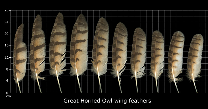 The Feather Atlas - Feather Identification and Scans - U.S. Fish and