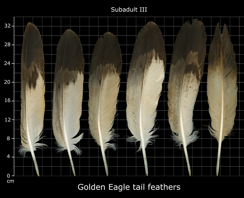 The Feather Atlas - Feather Identification and Scans - U.S. Fish and ...